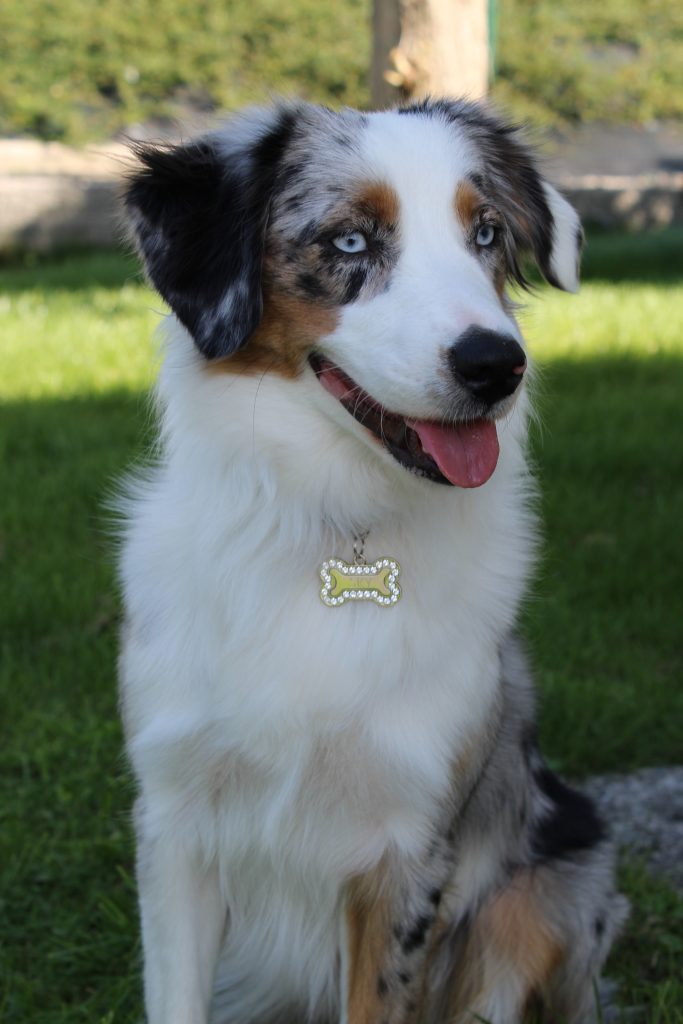 Service de garde d'animaux de Luns Farm