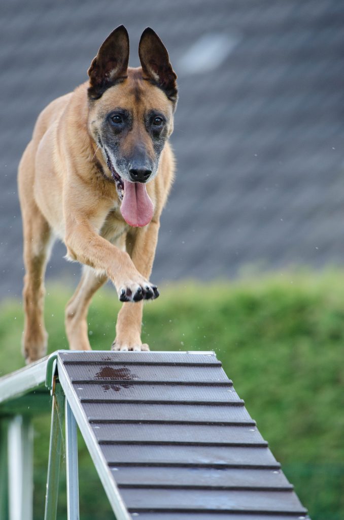 entrainements des animaux, chiens Luns Farm